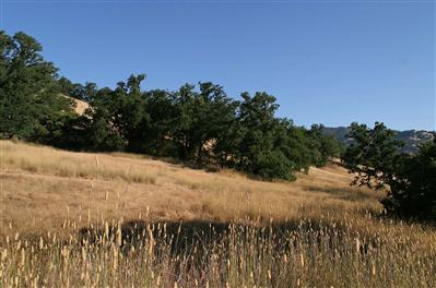 4865 Long Valley Ranch Road Ukiah, CA 95482 - Photo 3 of 7 a view of a yard with a tree