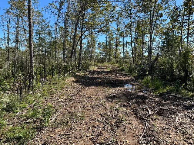 a view of a forest with trees