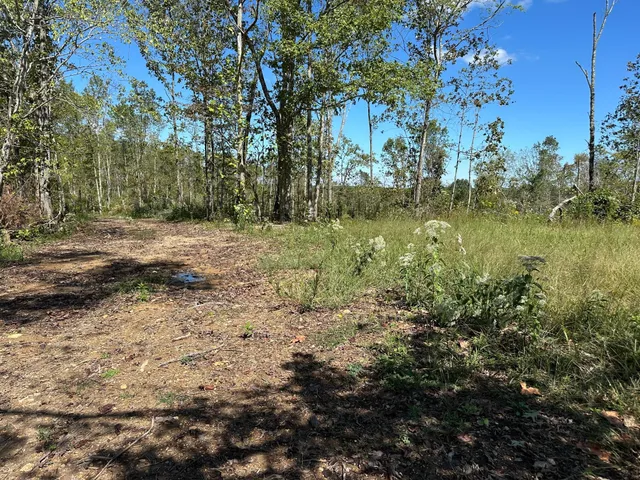 a view of backyard with green space