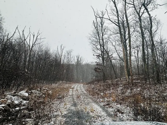 a view of backyard with trees