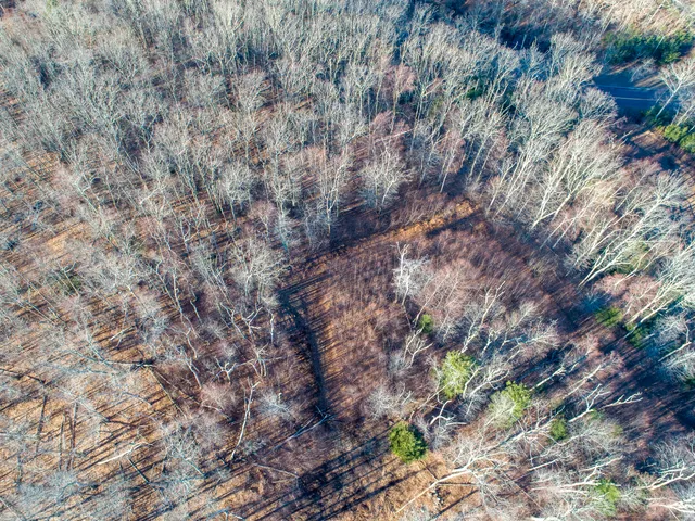 a view of a forest with a tree
