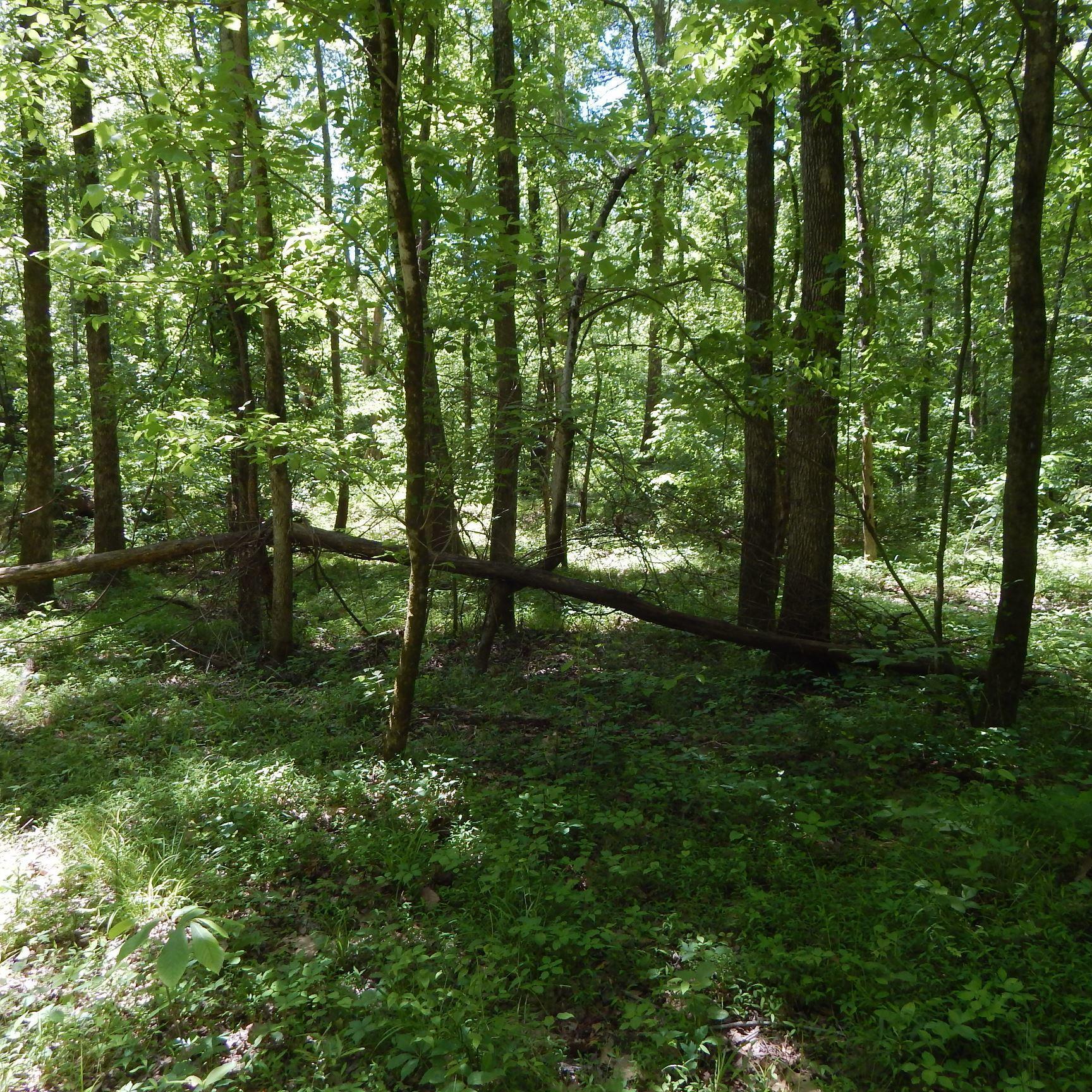 66 Kelly Crossing Road Coldwater, MS 38618 - Photo 12 of 40 Gallery Image 12