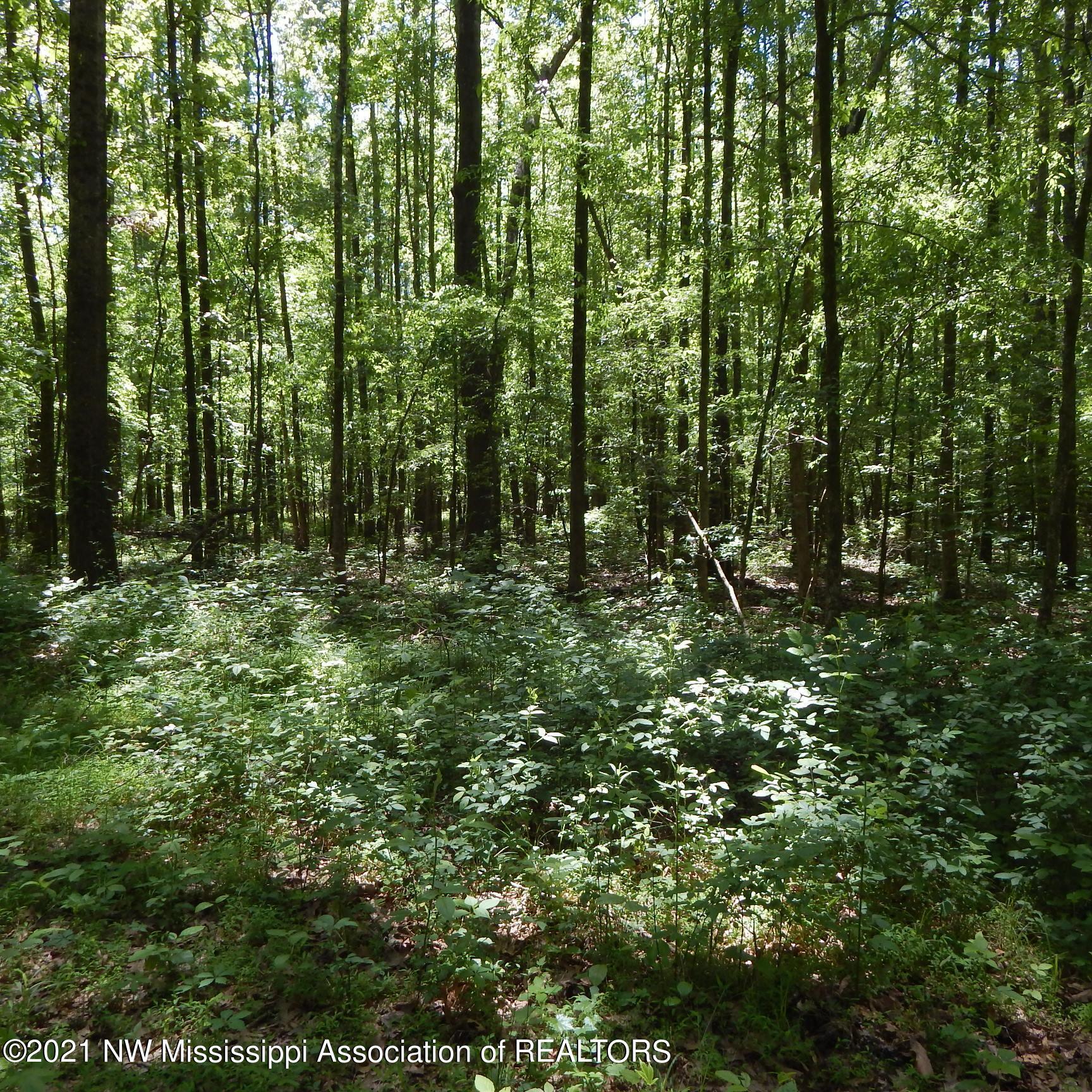 66 Kelly Crossing Road Coldwater, MS 38618 - Photo 14 of 40 Gallery Image 14