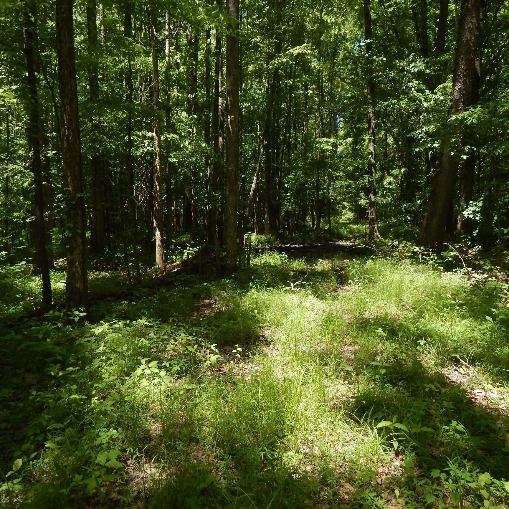 66 Kelly Crossing Road Coldwater, MS 38618 - Photo 19 of 40 Gallery Image 19