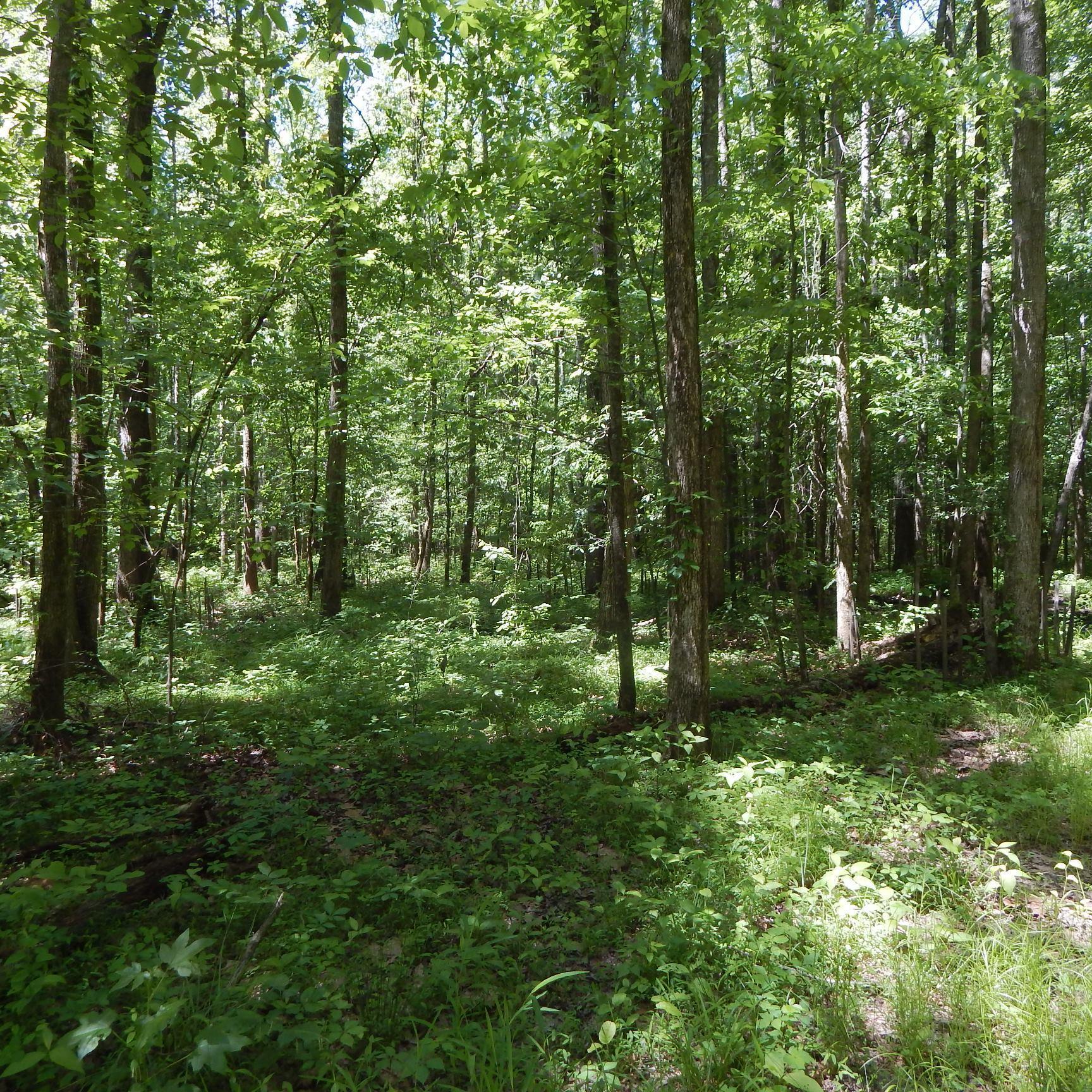 66 Kelly Crossing Road Coldwater, MS 38618 - Photo 8 of 40 Gallery Image 8