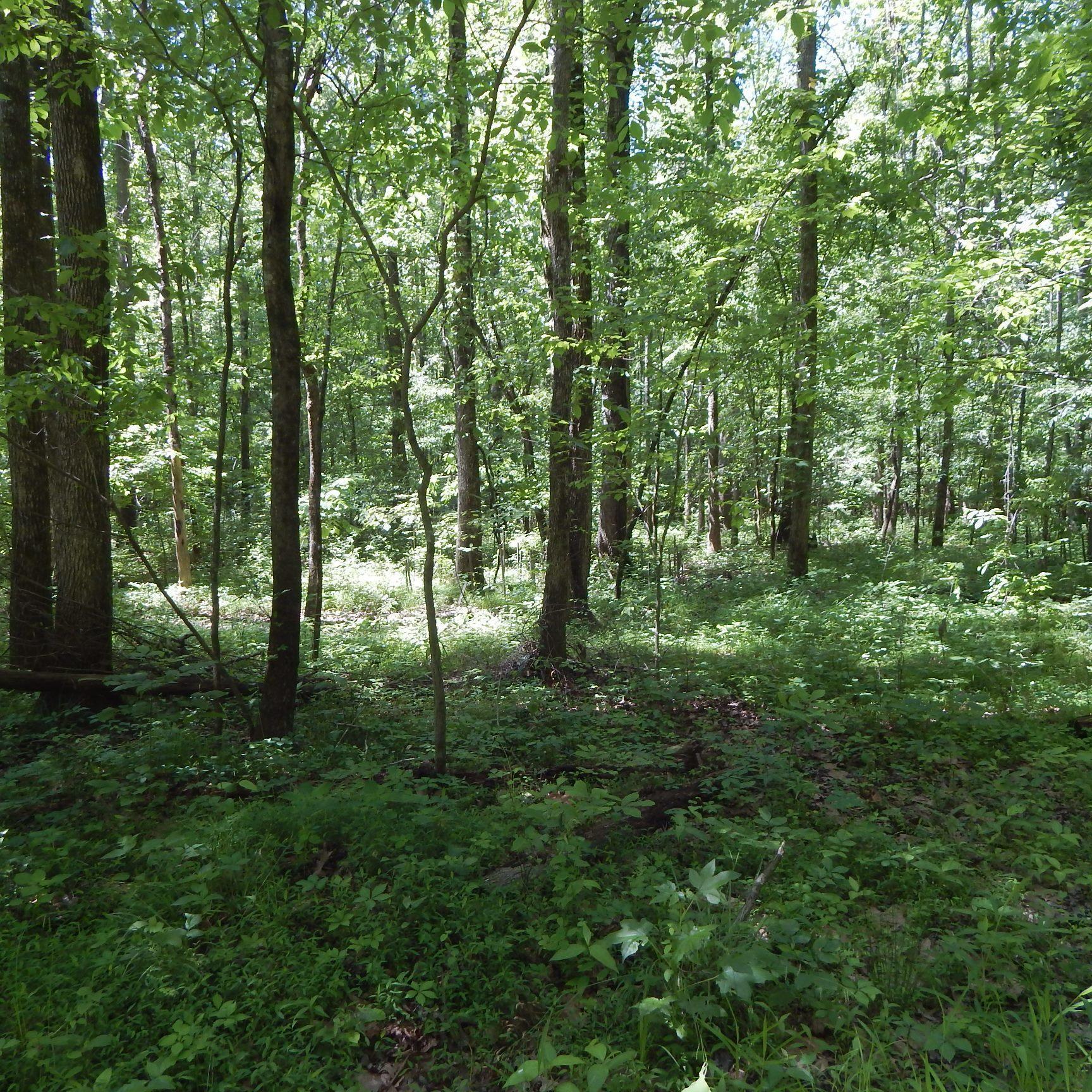 66 Kelly Crossing Road Coldwater, MS 38618 - Photo 9 of 40 Gallery Image 9