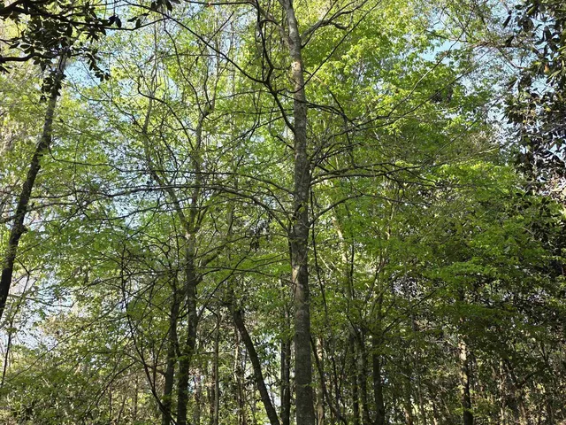 $164,900 | Williams Landing Road, Unit LOTS 25 26 27 28 29, Tallahassee, FL 32310