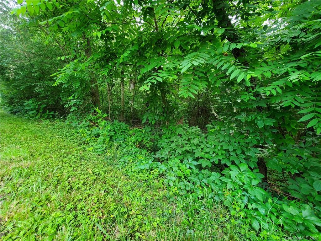 0 Trantham Road Canton, NC 28716 - Photo 6 of 10 a view of a lush green forest
