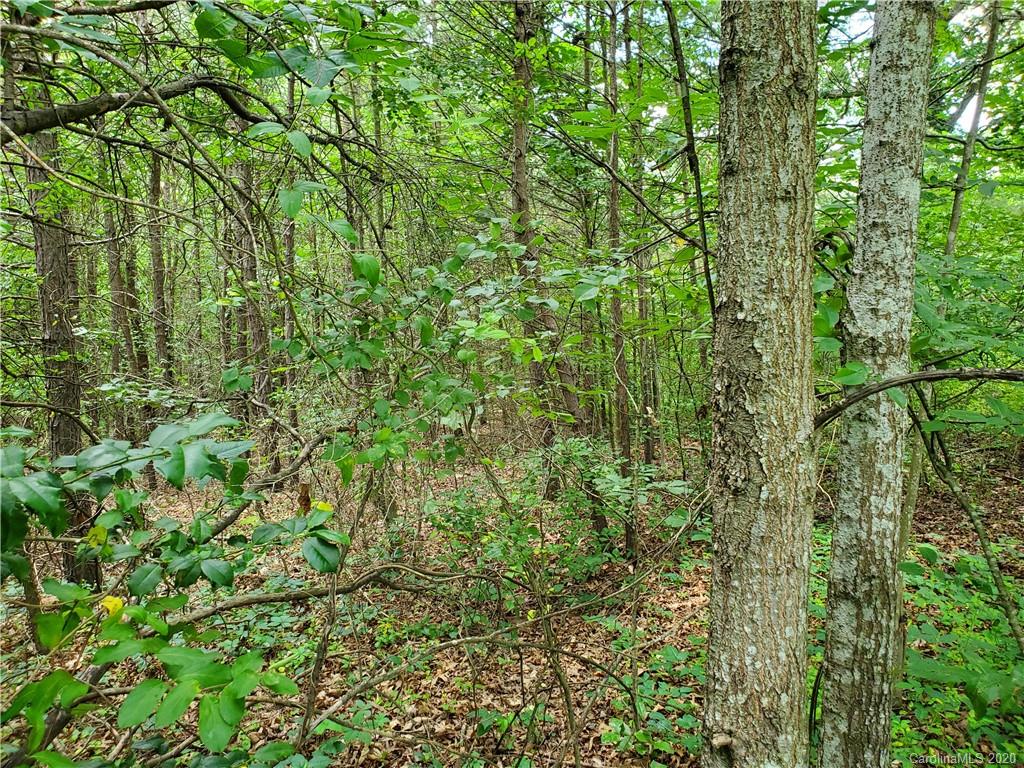 0 Trantham Road Canton, NC 28716 - Photo 8 of 10 a view of a lush green forest