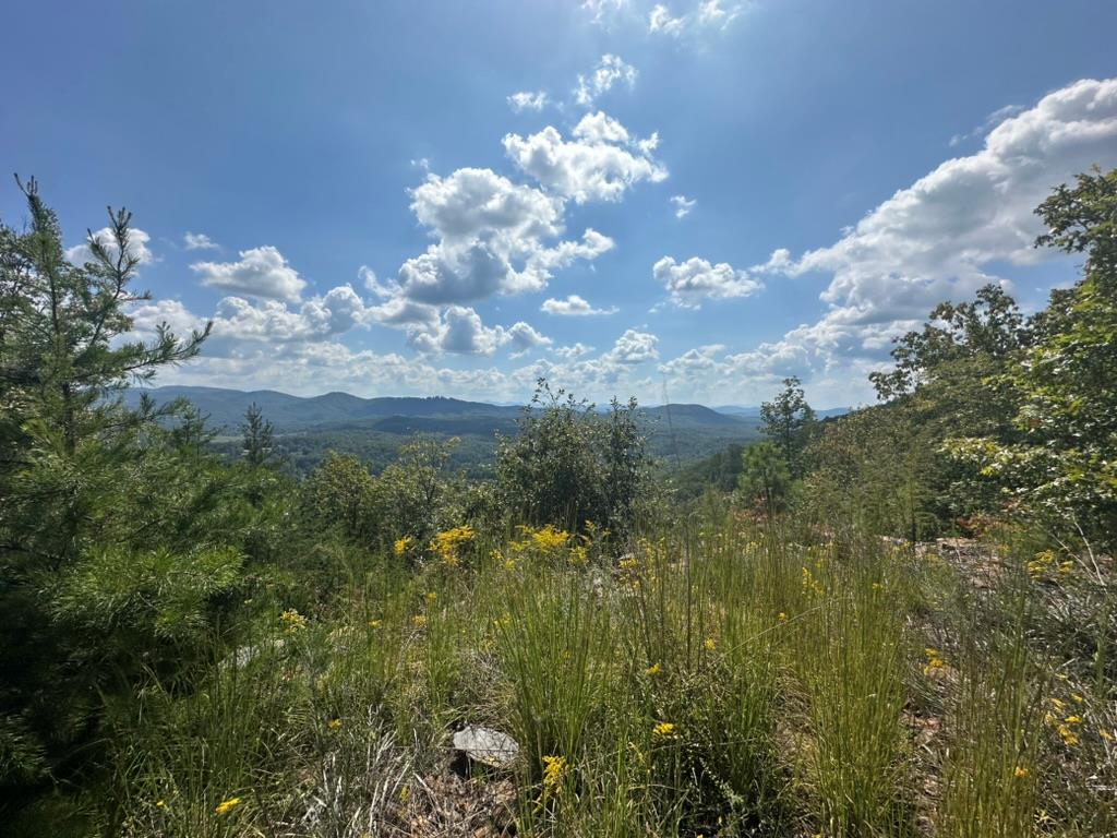 a view of a flower in a garden