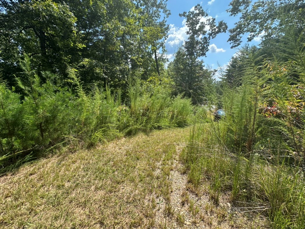 Lot 8-8a Bergan Moore Road Murphy, NC 28906 - Photo 7 of 13 a view of a yard with a tree