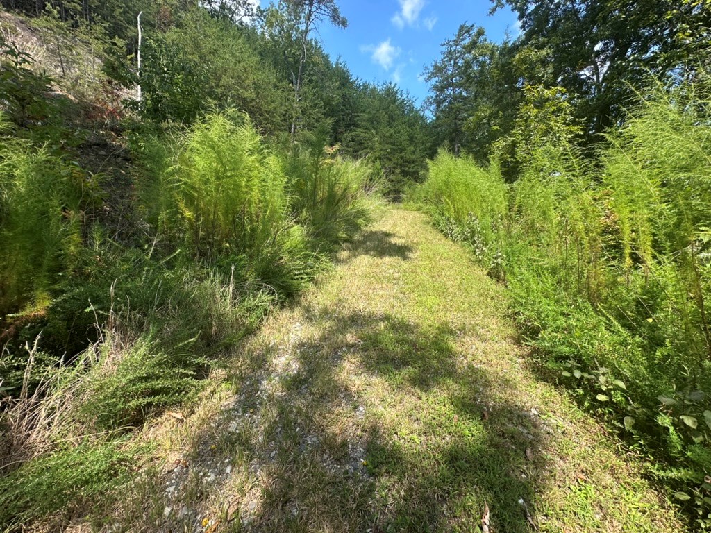 Lot 8-8a Bergan Moore Road Murphy, NC 28906 - Photo 9 of 13 a view of a lush green forest