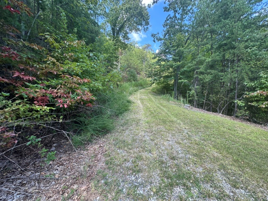 Lot 8-8a Bergan Moore Road Murphy, NC 28906 - Photo 10 of 13 a view of a lush green forest with lots of trees