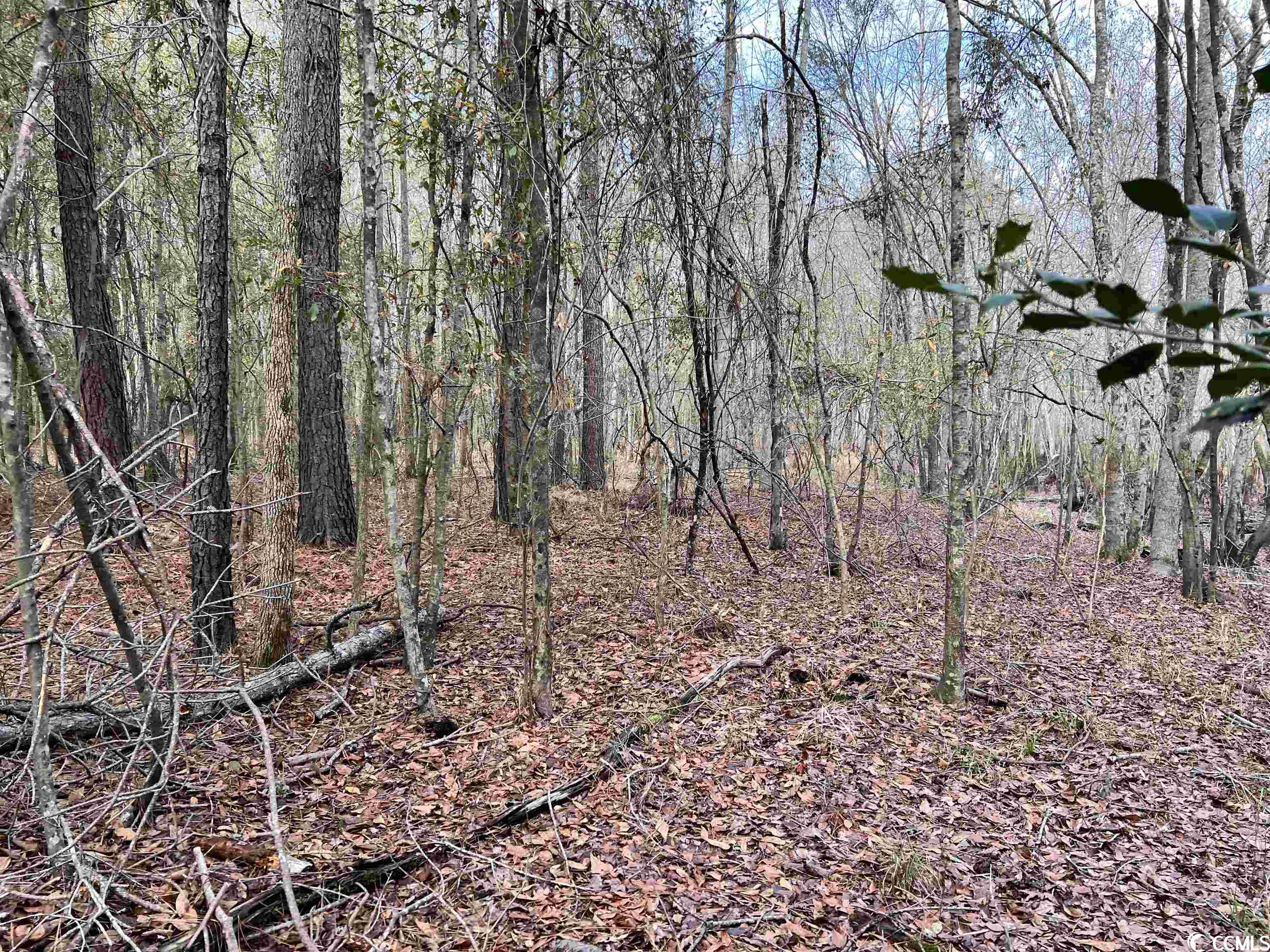 Tbd Buck Swamp Road Nichols, SC 29581 - Photo 13 of 32 Gallery Image 13