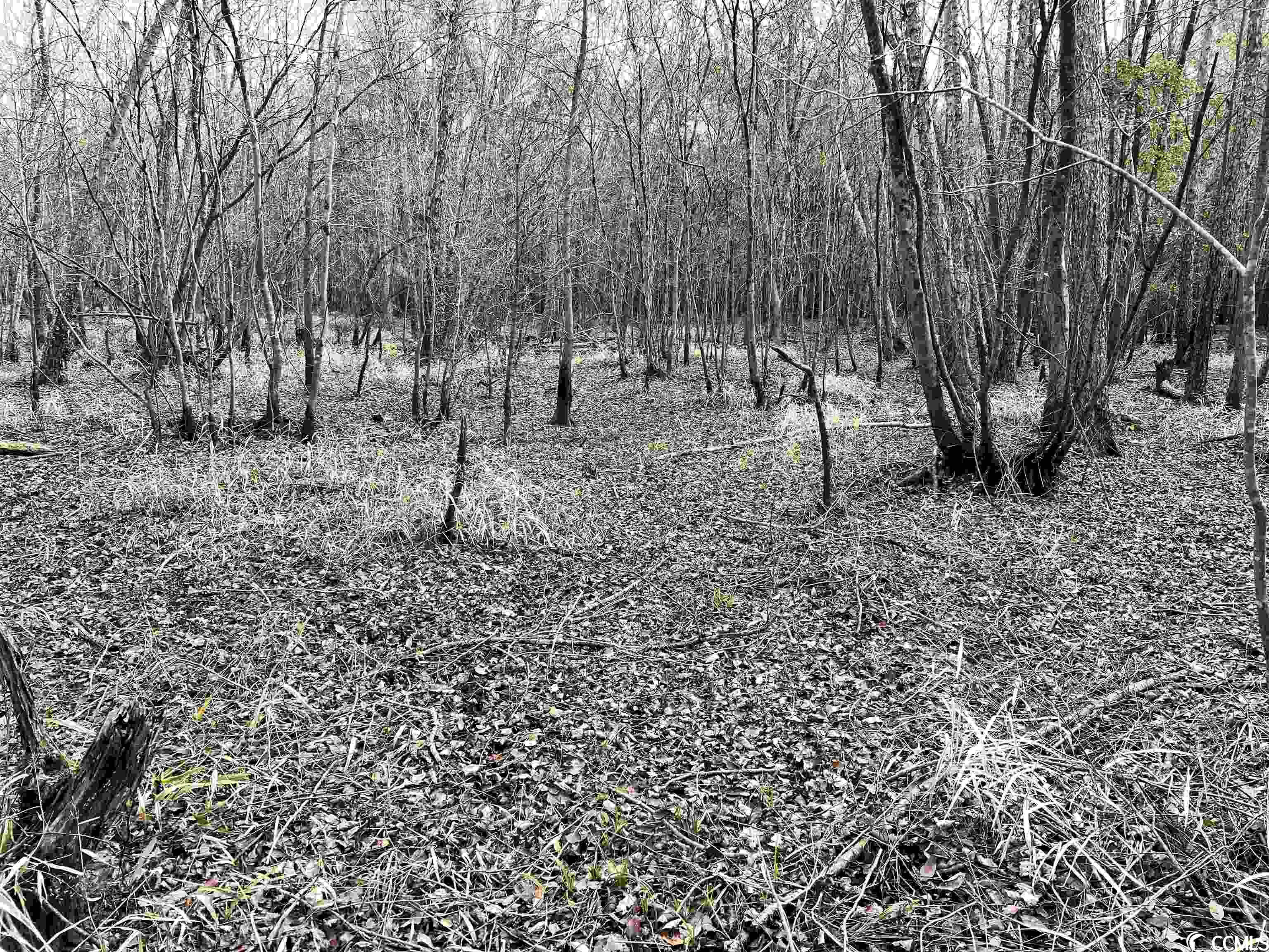 Tbd Buck Swamp Road Nichols, SC 29581 - Photo 18 of 32 Gallery Image 18