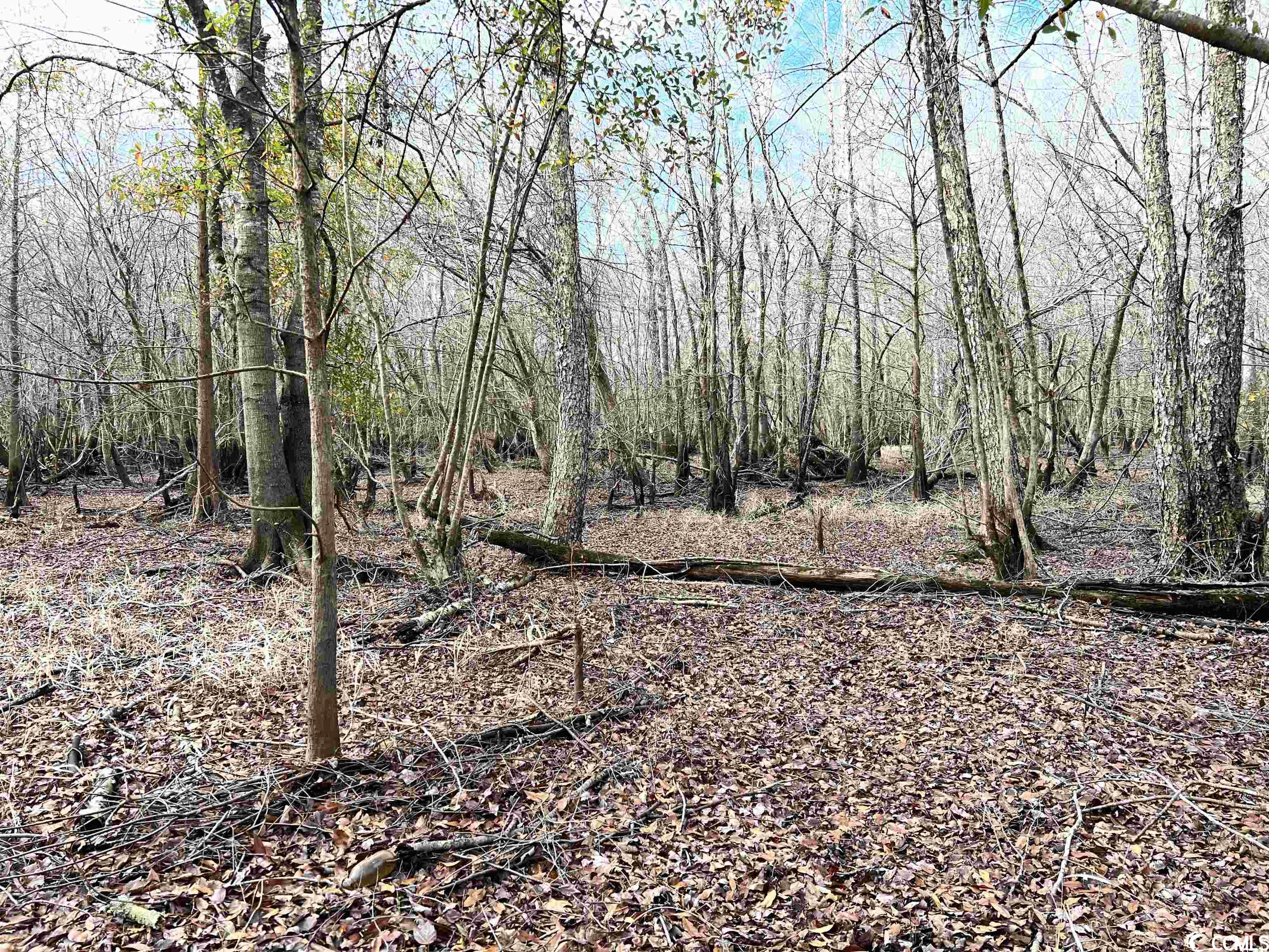 Tbd Buck Swamp Road Nichols, SC 29581 - Photo 21 of 32 Gallery Image 21