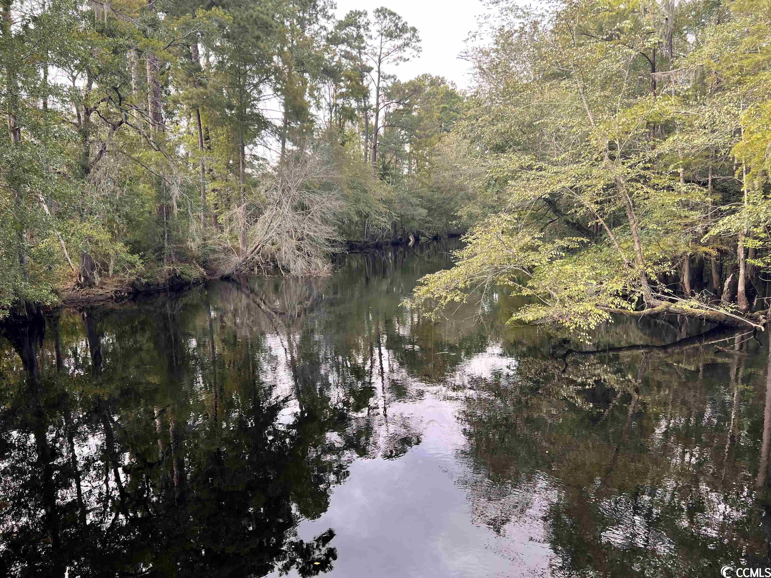 Tbd Buck Swamp Road Nichols, SC 29581 - Photo 3 of 32 Gallery Image 3
