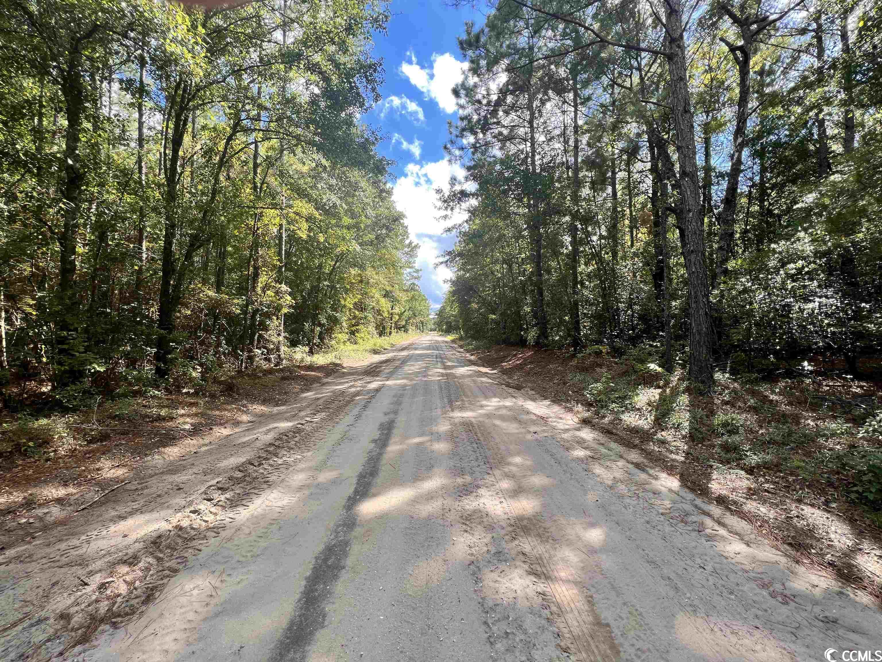 Tbd Buck Swamp Road Nichols, SC 29581 - Photo 8 of 32 Gallery Image 8