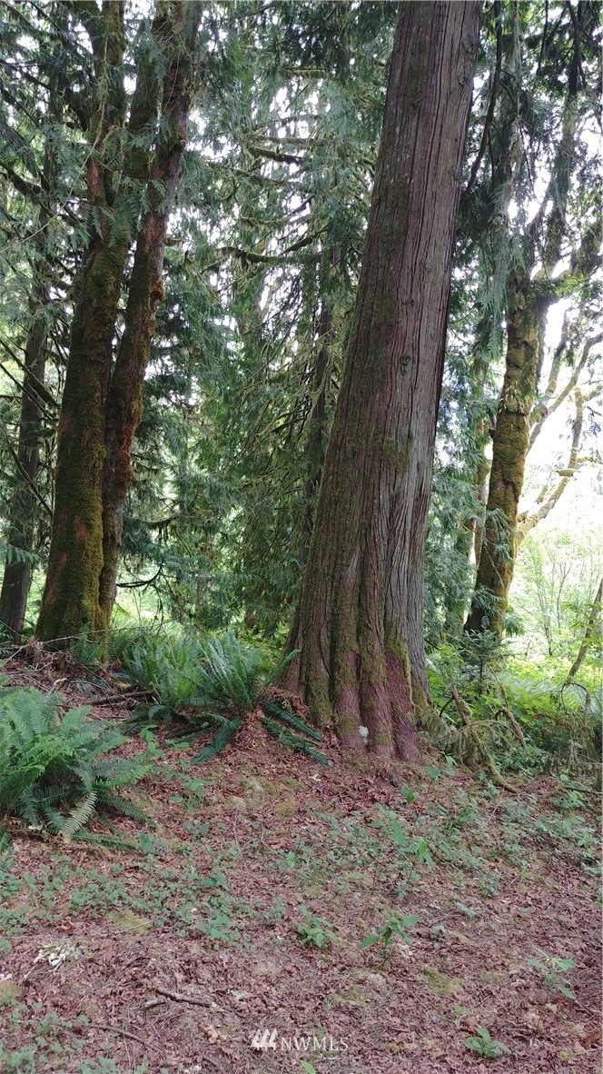 53553 Shular Road Rockport, WA 98283 - Photo 7 of 7 Gallery Image 7