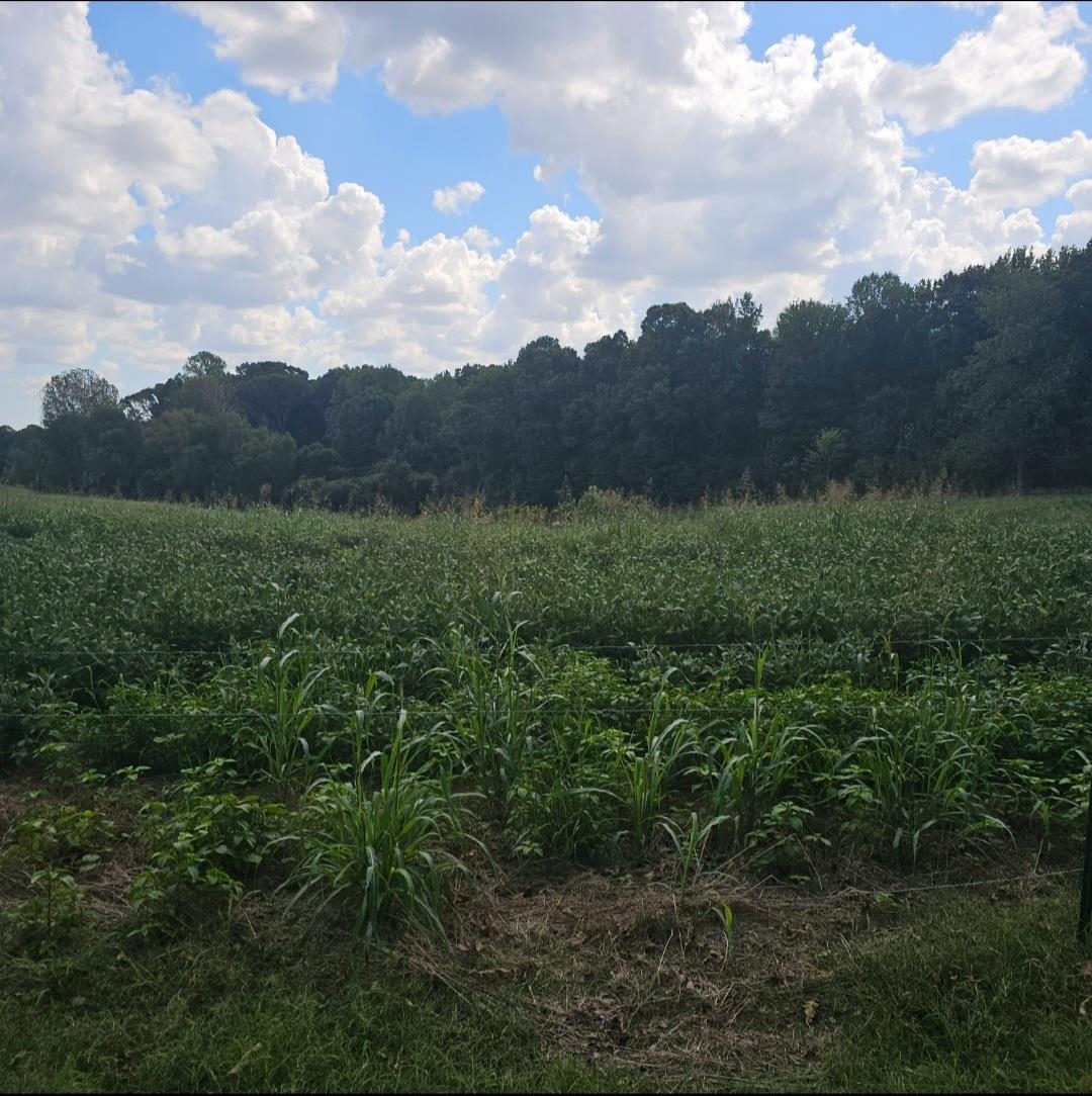 1 Shiloh Road, Unit 5 ACRES Covington, TN 38019 - Photo 2 of 3 View of nature