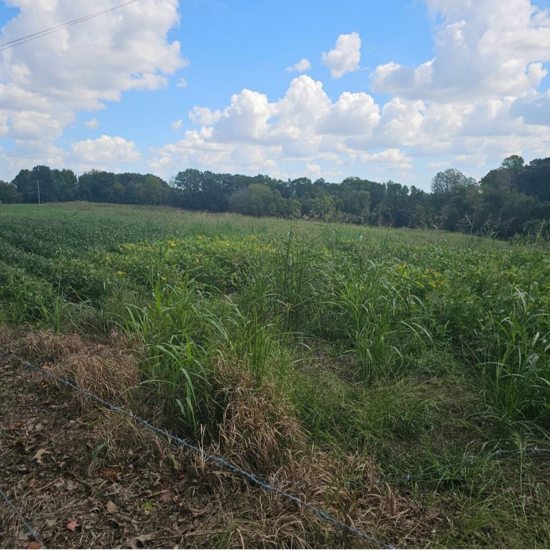 1 Shiloh Road, Unit 5 ACRES Covington, TN 38019 - Photo 3 of 3 View of nature with a rural view