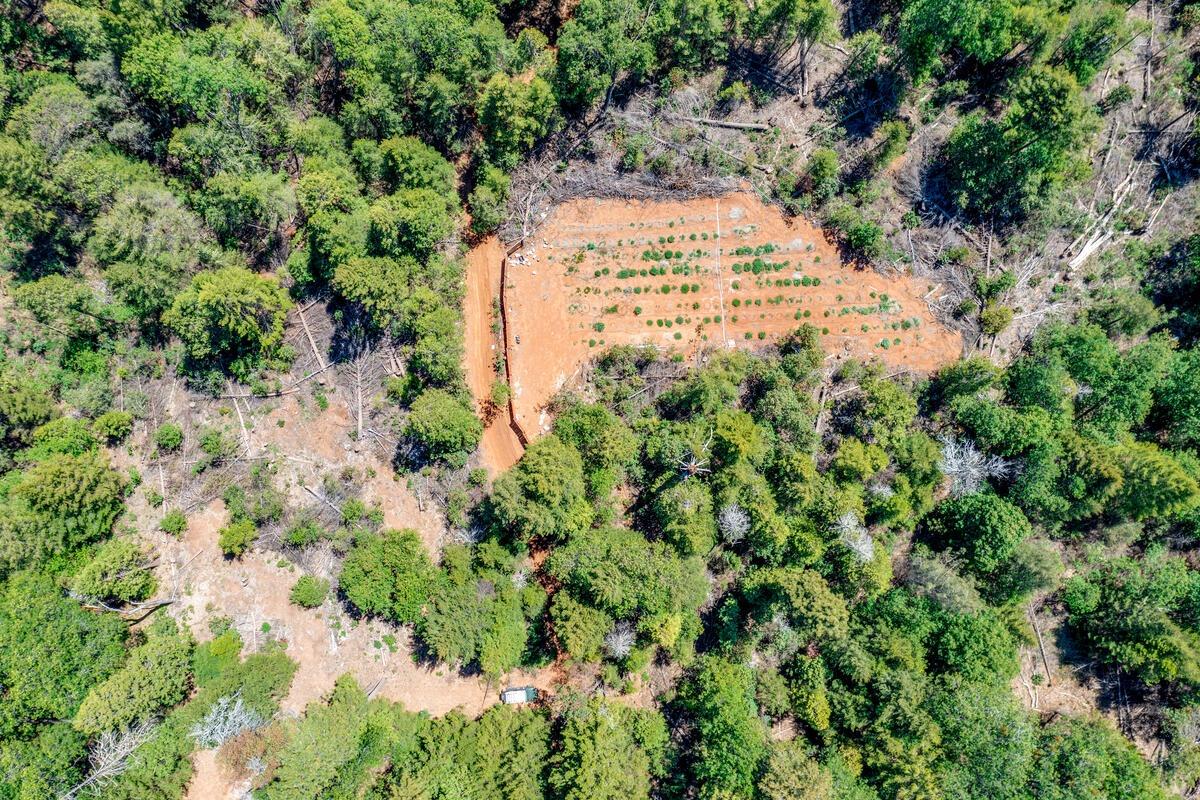 10-acres Kentucky Flat Road Georgetown, CA 95634 - Photo 13 of 25 a view of a yard with plants and large trees