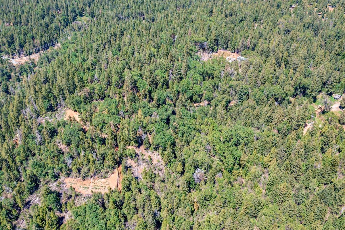 10-acres Kentucky Flat Road Georgetown, CA 95634 - Photo 20 of 25 a view of a lush green forest