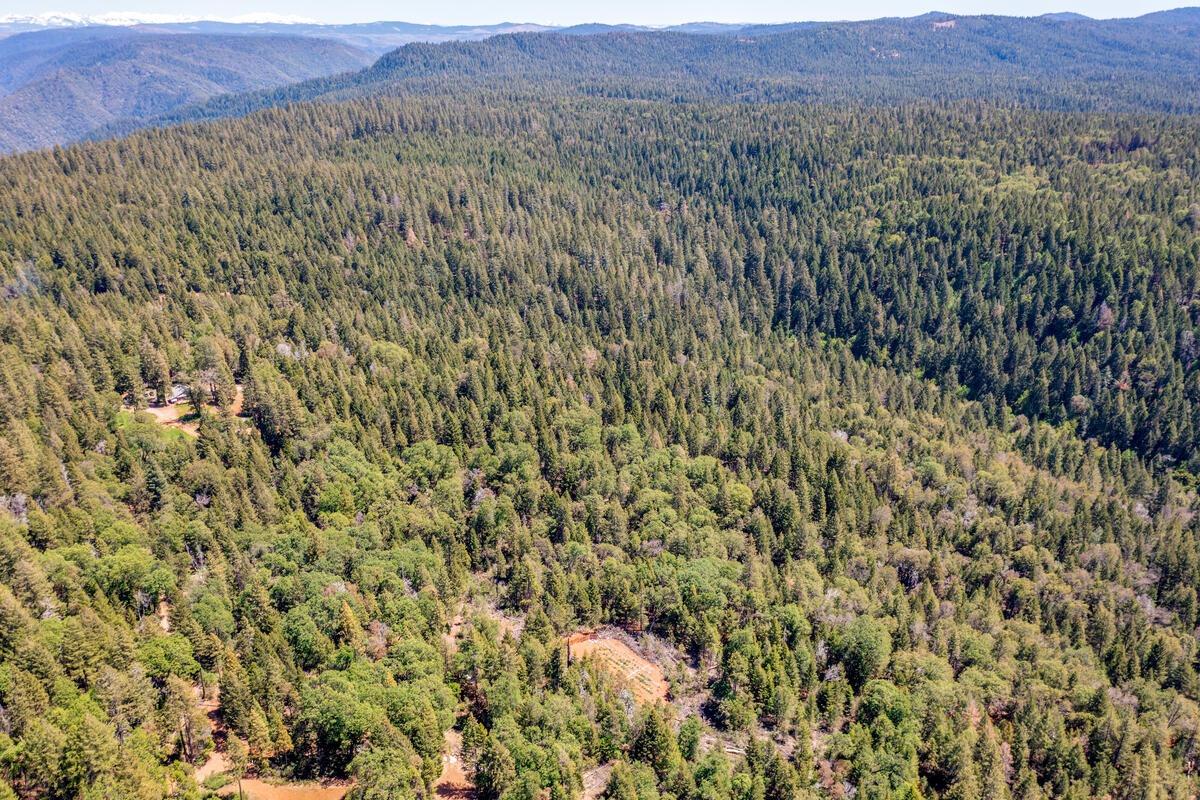 10-acres Kentucky Flat Road Georgetown, CA 95634 - Photo 21 of 25 a view of a lush green forest with lots of trees