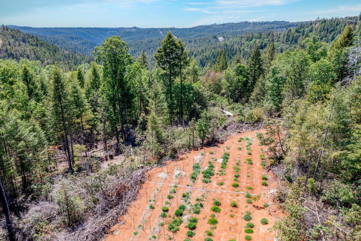 10-acres Kentucky Flat Road Georgetown, CA 95634 - Photo 7 of 25 a view of a bunch of trees with wooden fence