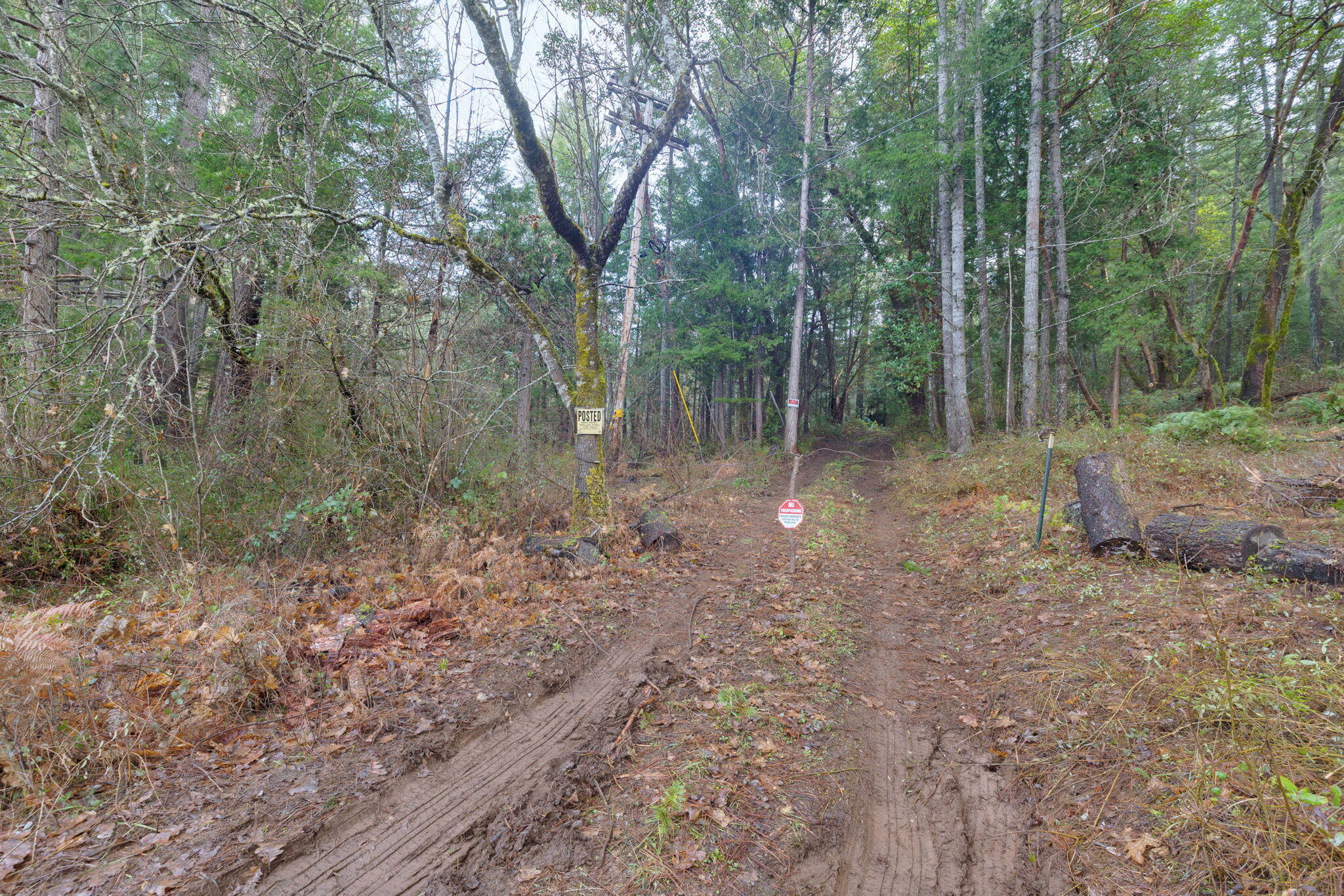 Old Stage Road Wolf Creek, OR 97497 - Photo 11 of 12 a view of a forest with trees in the background