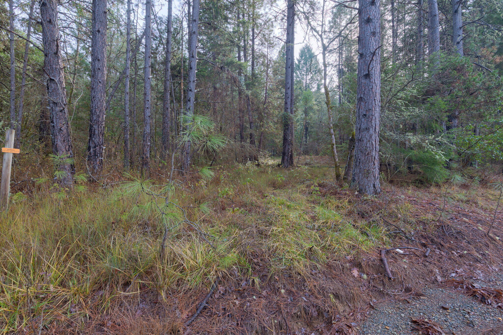 Old Stage Road Wolf Creek, OR 97497 - Photo 12 of 12 a view of a forest with trees in the background