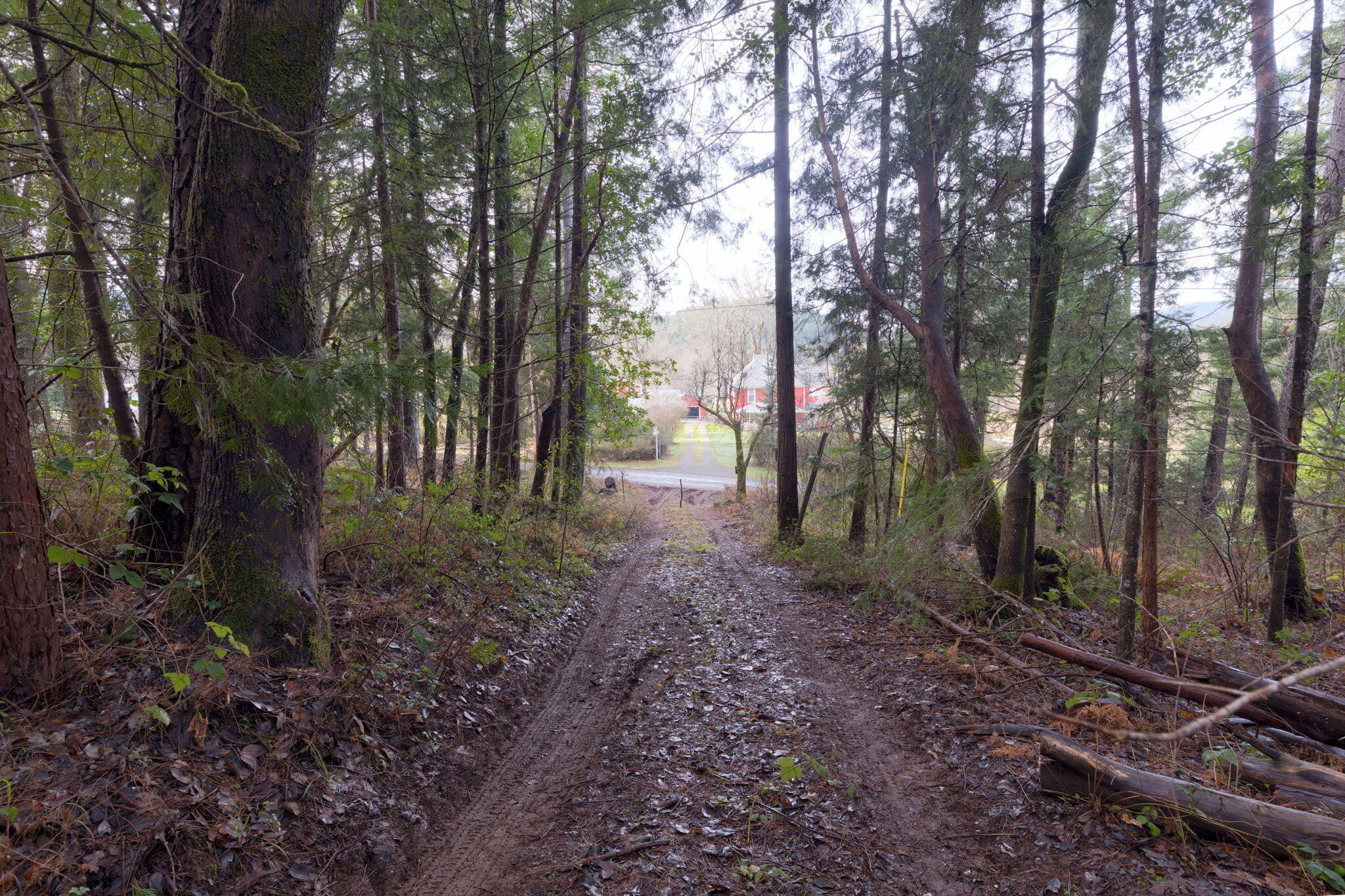 Old Stage Road Wolf Creek, OR 97497 - Photo 7 of 12 a view of a forest with trees in the background