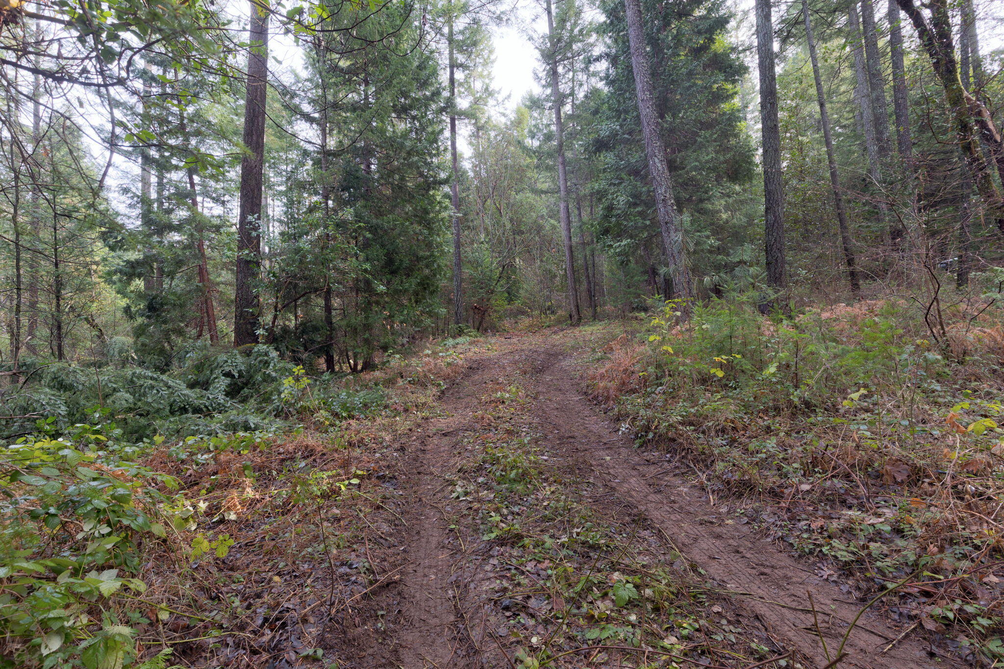 Old Stage Road Wolf Creek, OR 97497 - Photo 8 of 12 a view of a forest that has large trees