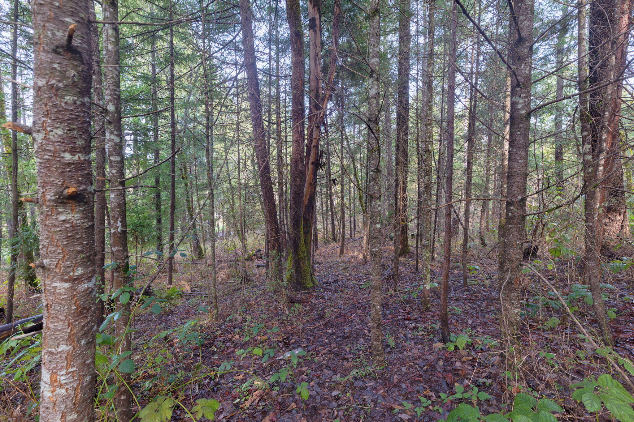 Old Stage Road Wolf Creek, OR 97497 - Photo 9 of 12 a view of a forest with lots of trees