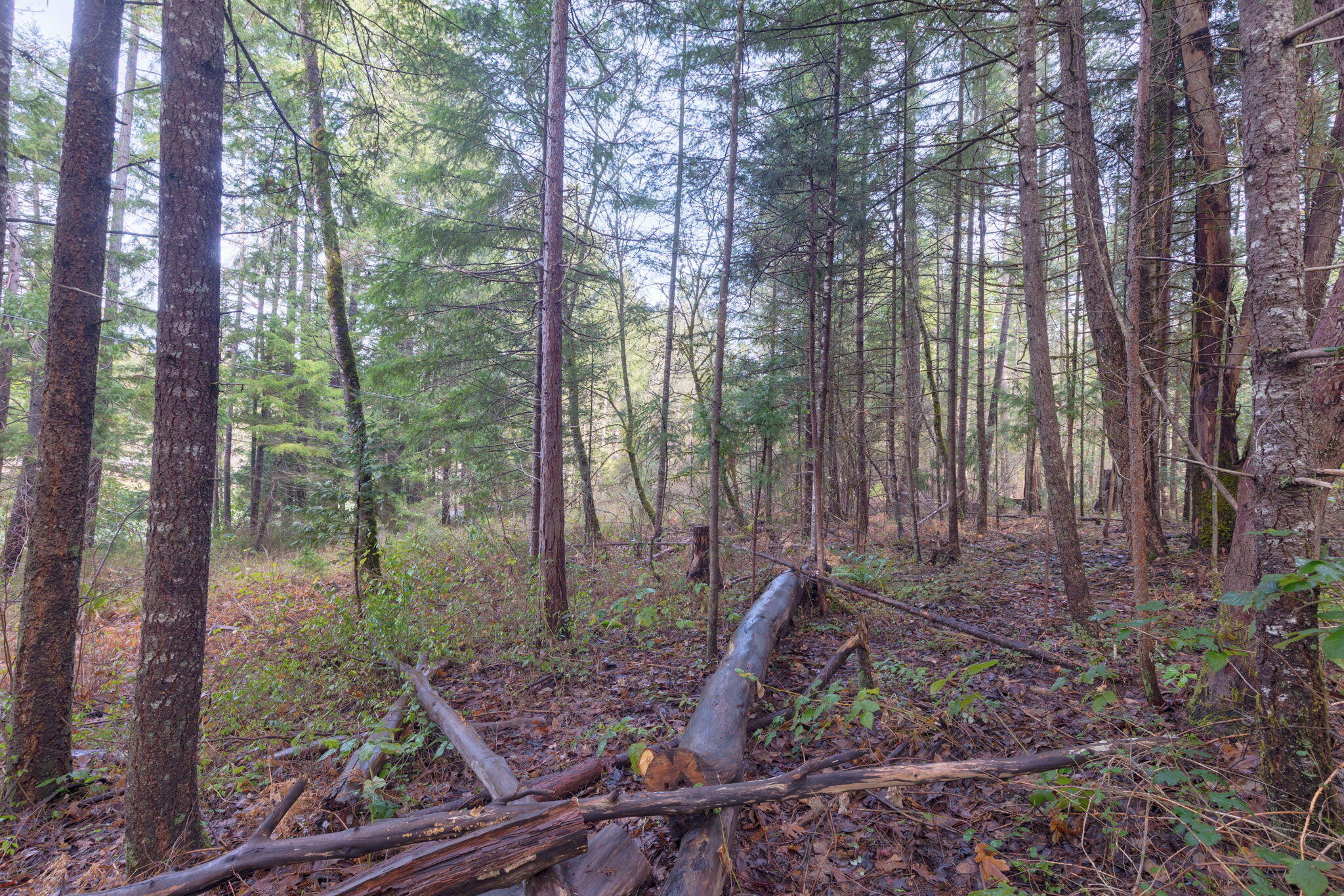 Old Stage Road Wolf Creek, OR 97497 - Photo 10 of 12 a view of a backyard with trees