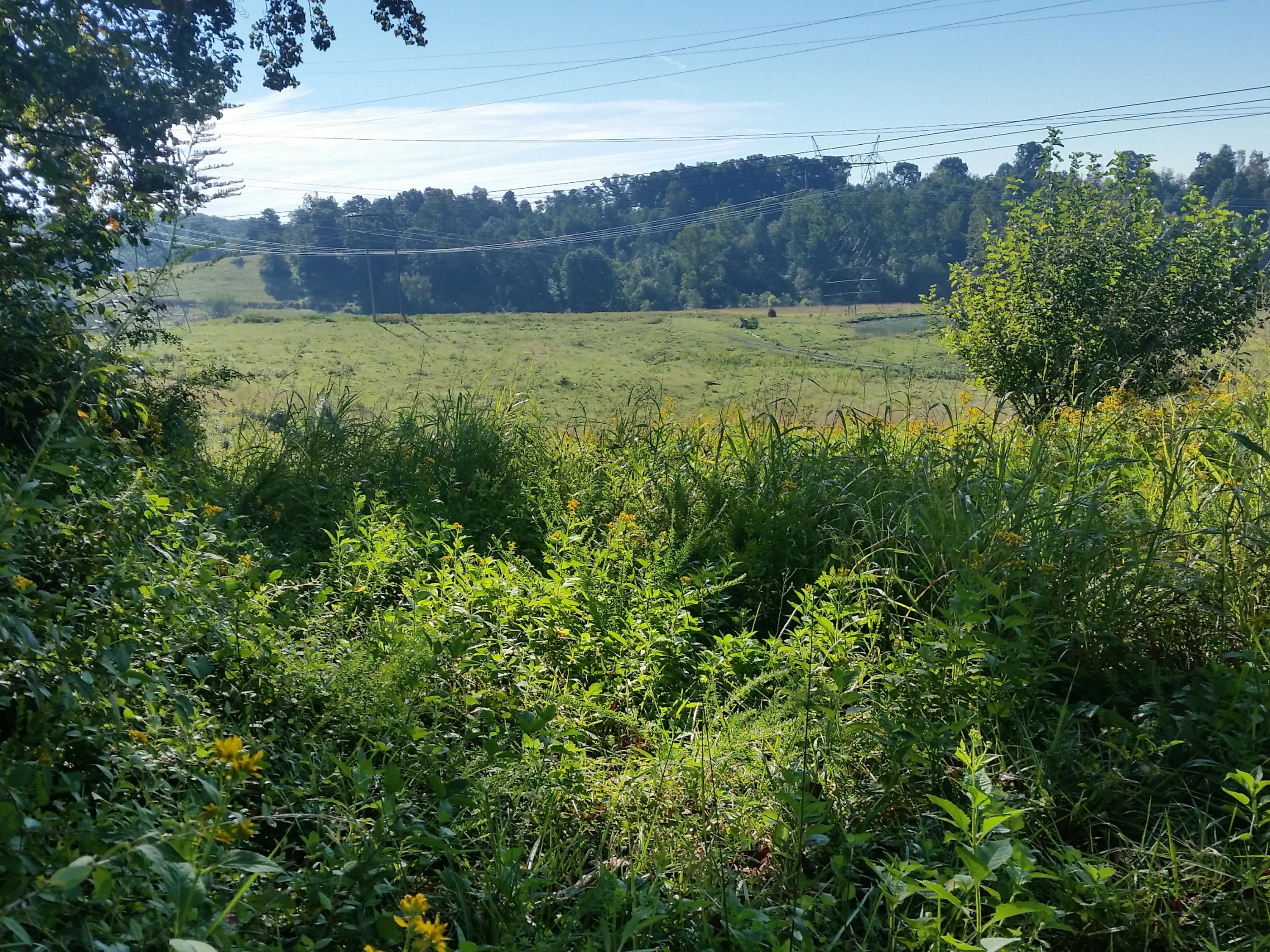 Lot 47 Strawberry Point Bean Station, TN 37708 - Photo 16 of 20 2015-09-15 09.45.51
