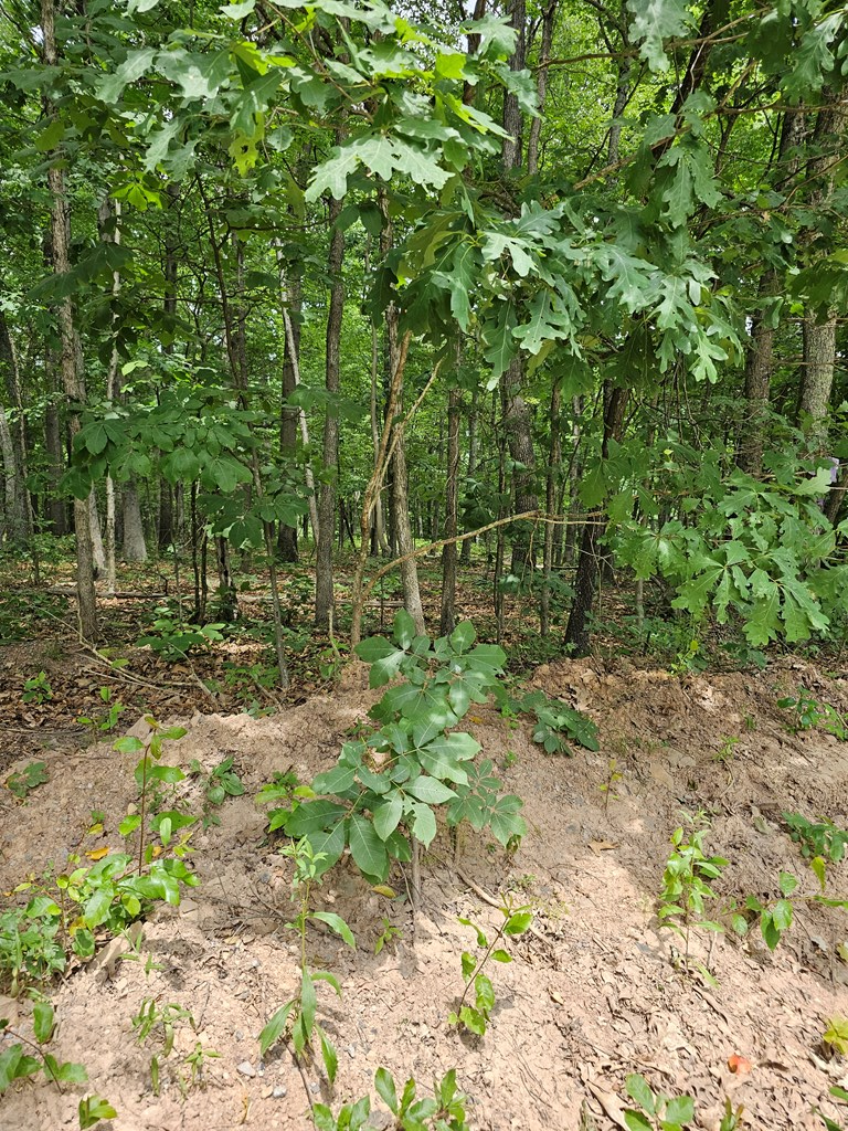 Lot 25 Summer Road Robertsdale, PA 16674 - Photo 3 of 4 Gallery Image 3