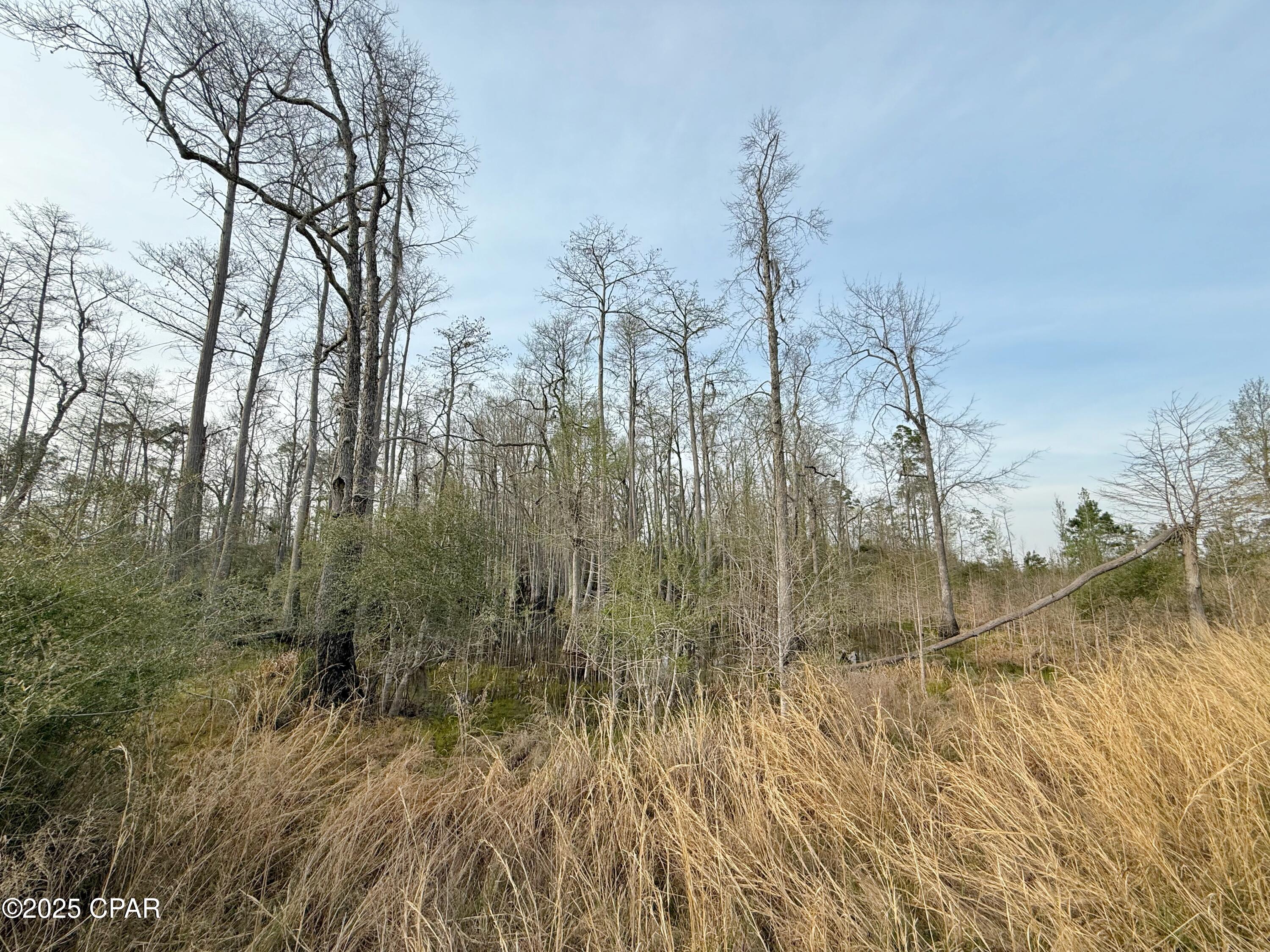 0 Peacock Bridge Road Marianna, FL 32448 - Photo 18 of 23 Gallery Image 18