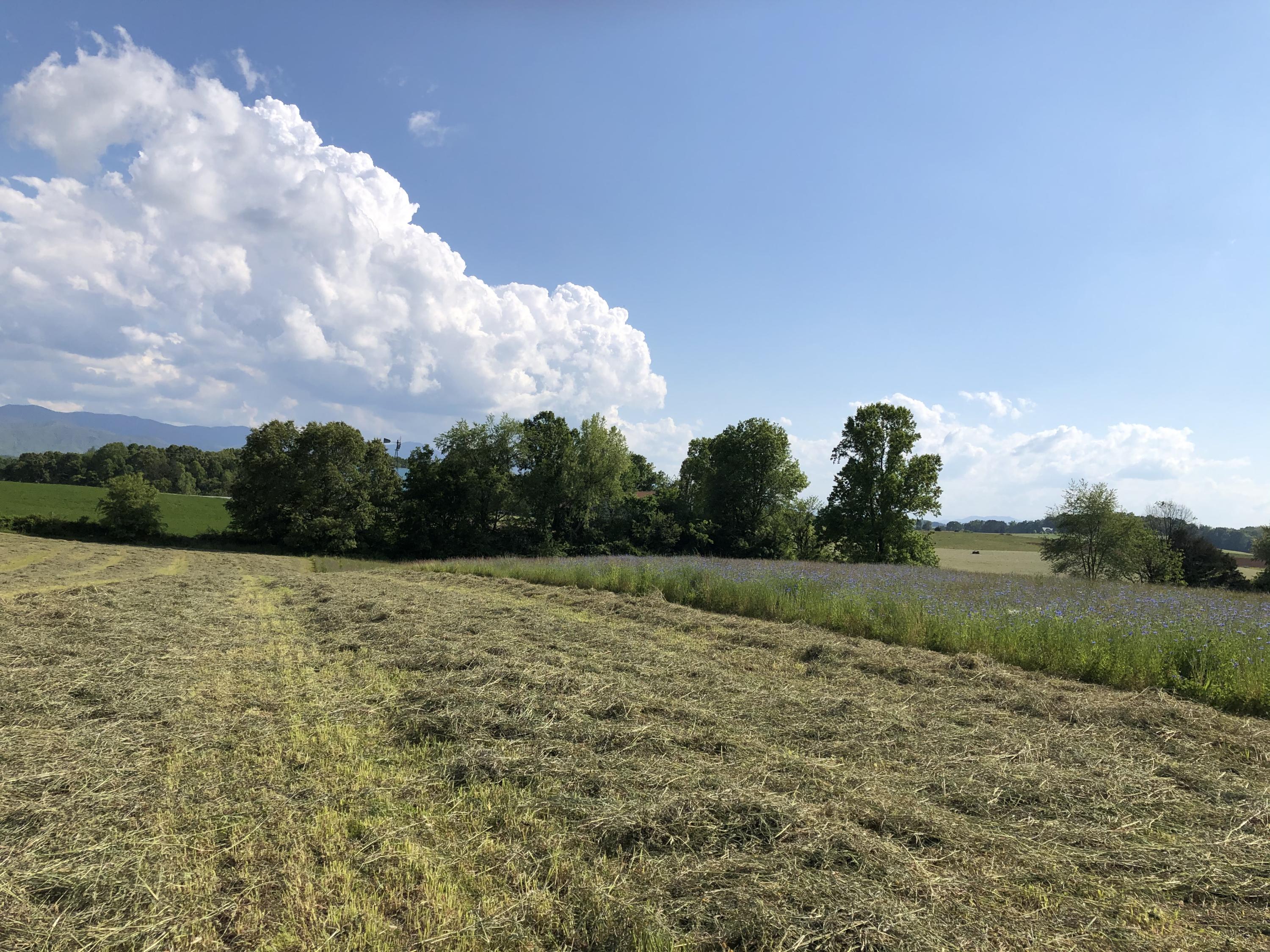 320 Mitchell Road, Unit 5 Chuckey, TN 37641 - Photo 11 of 18 978275ED-85C0-40E2-B6E6-81ABA041531F