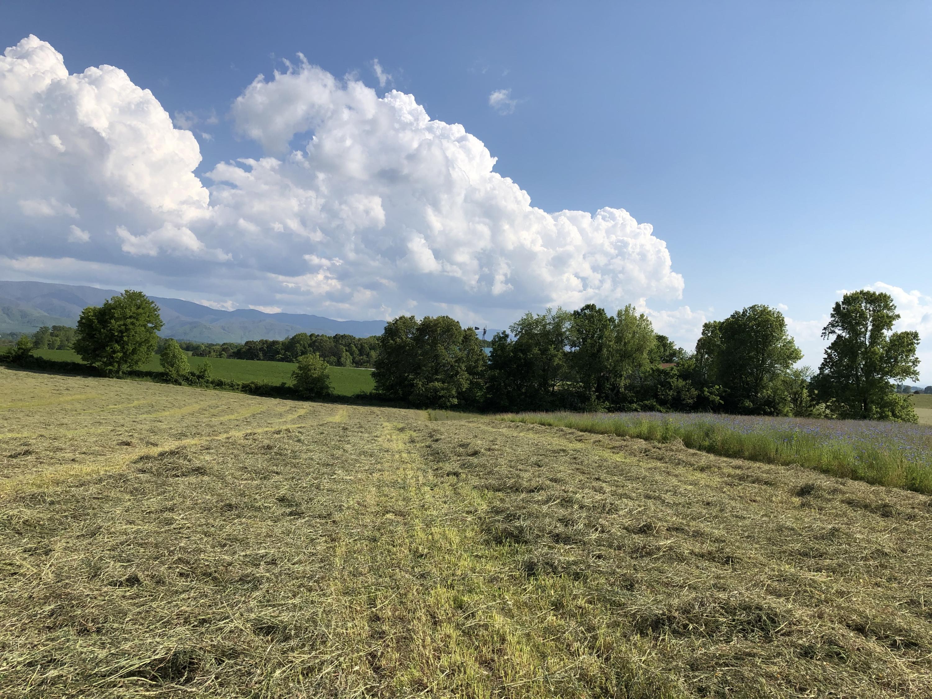 320 Mitchell Road, Unit 5 Chuckey, TN 37641 - Photo 12 of 18 B643CF51-3B99-4FE0-990C-36F4C9FCC90D
