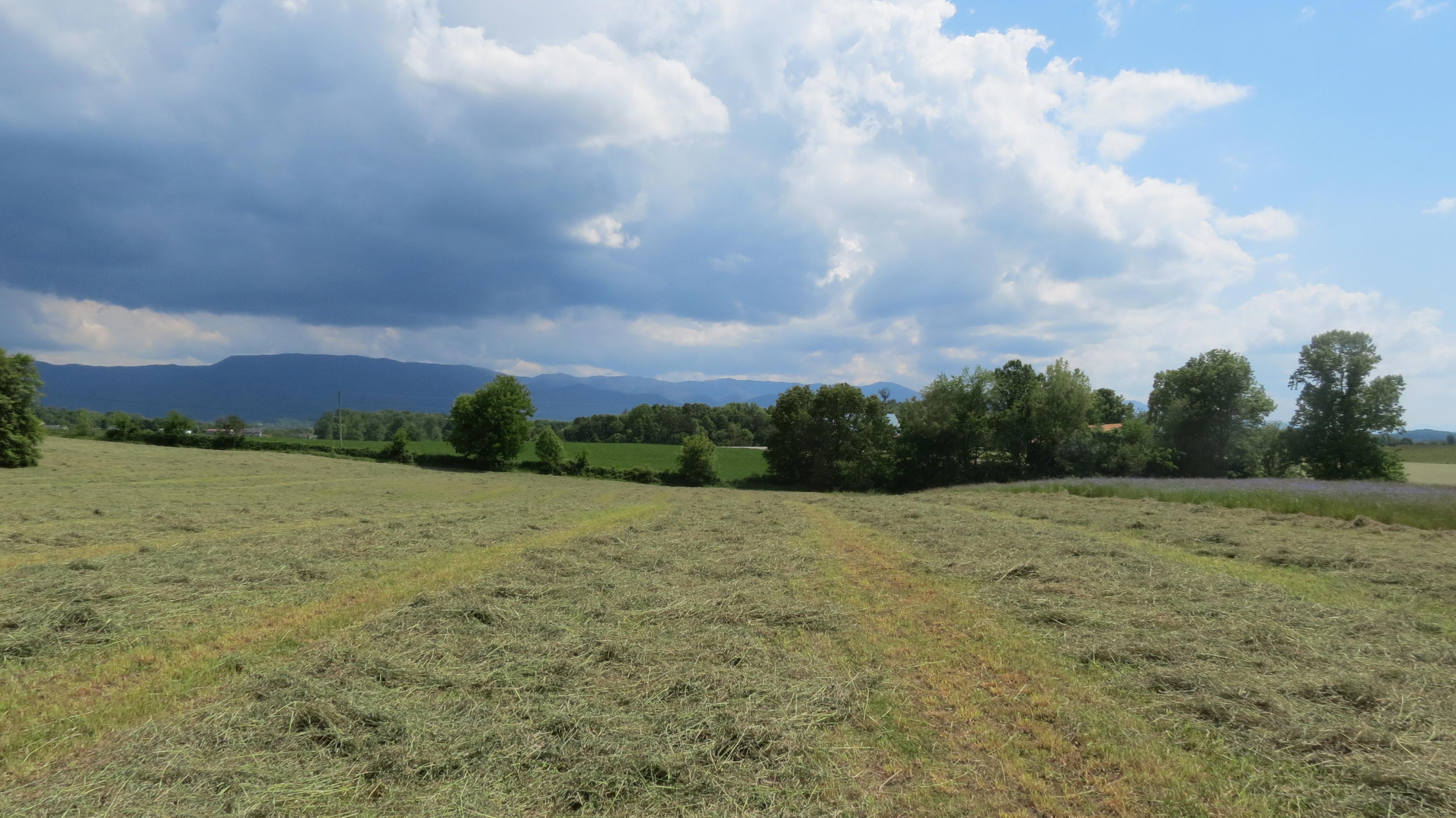 320 Mitchell Road, Unit 5 Chuckey, TN 37641 - Photo 8 of 18 IMG_3403