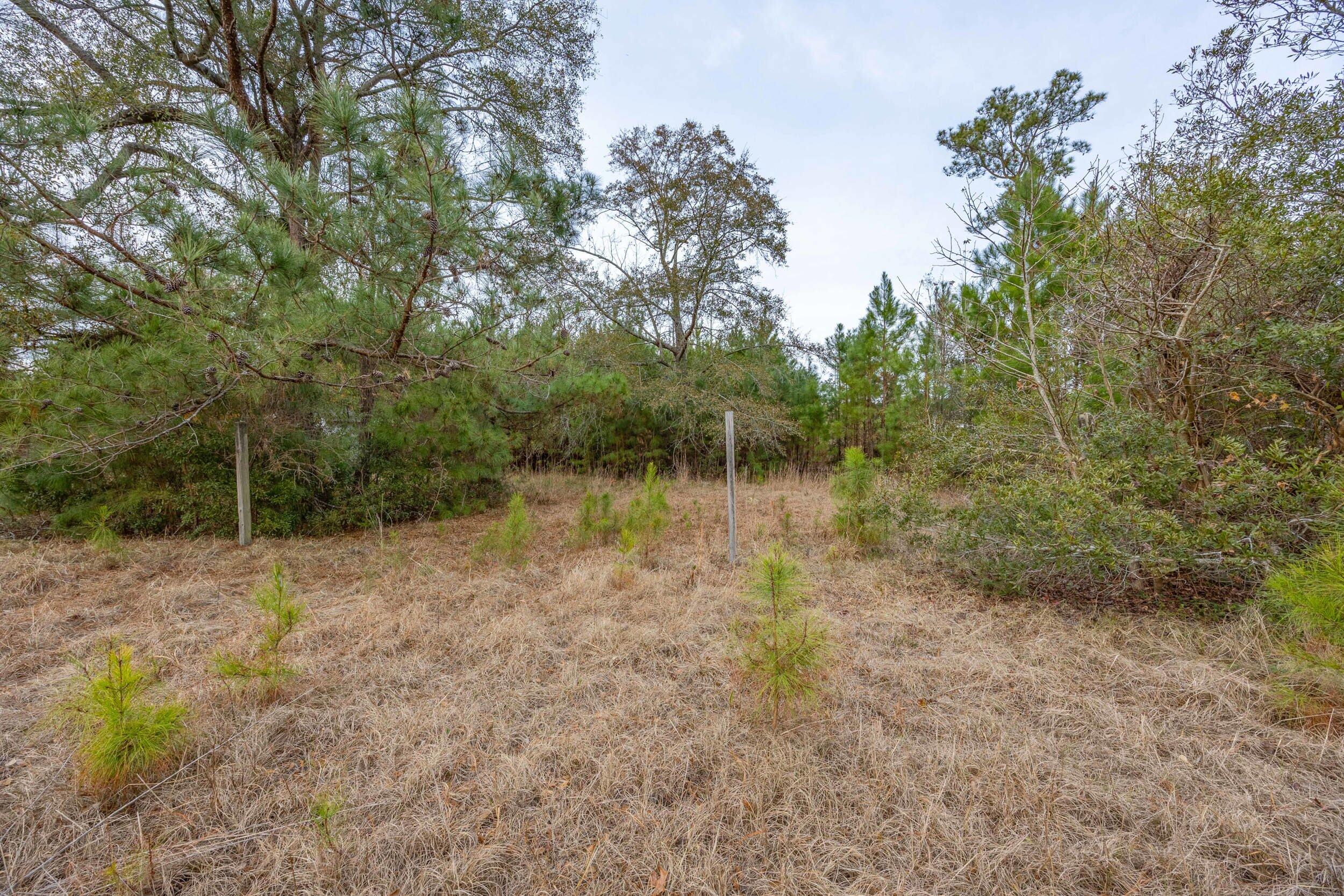 0 Floyd Page Road Galivants Ferry, SC 29544 - Photo 5 of 5 Gallery Image 5