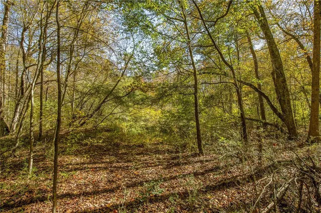 a view of a yard with a tree
