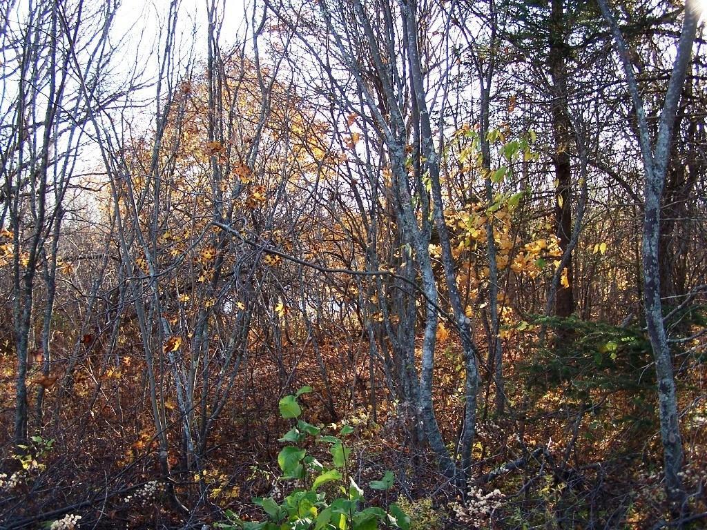 Lot 22-5 North Lubec Road Lubec, ME 04652 - Photo 2 of 3 Photo