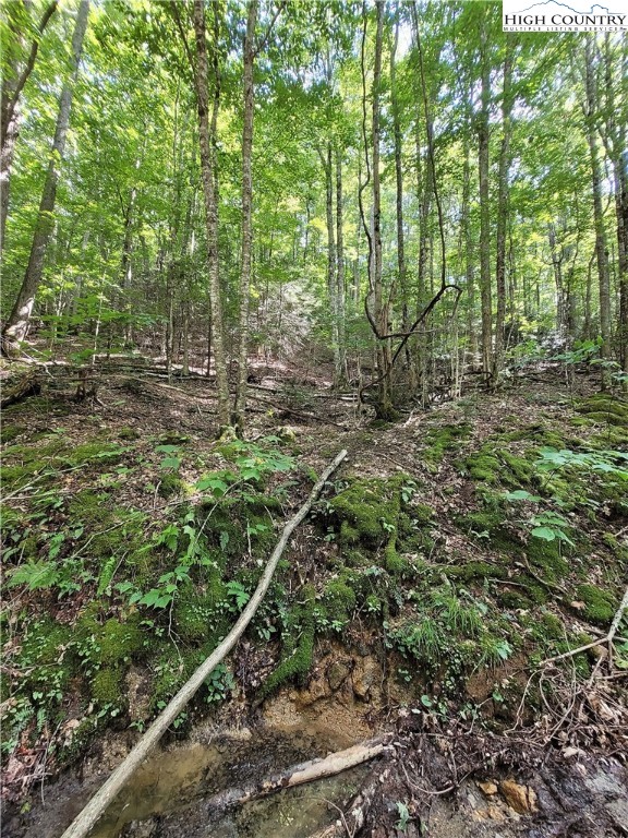 122-124 Raccoon Road Beech Mountain, NC 28604 - Photo 3 of 9 a view of a forest with trees