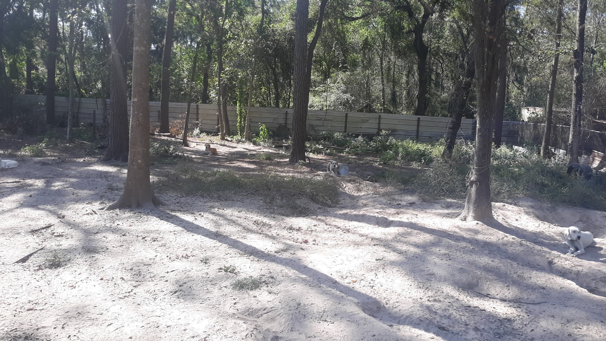 0 Stevens Street New Caney, TX 77357 - Photo 3 of 4