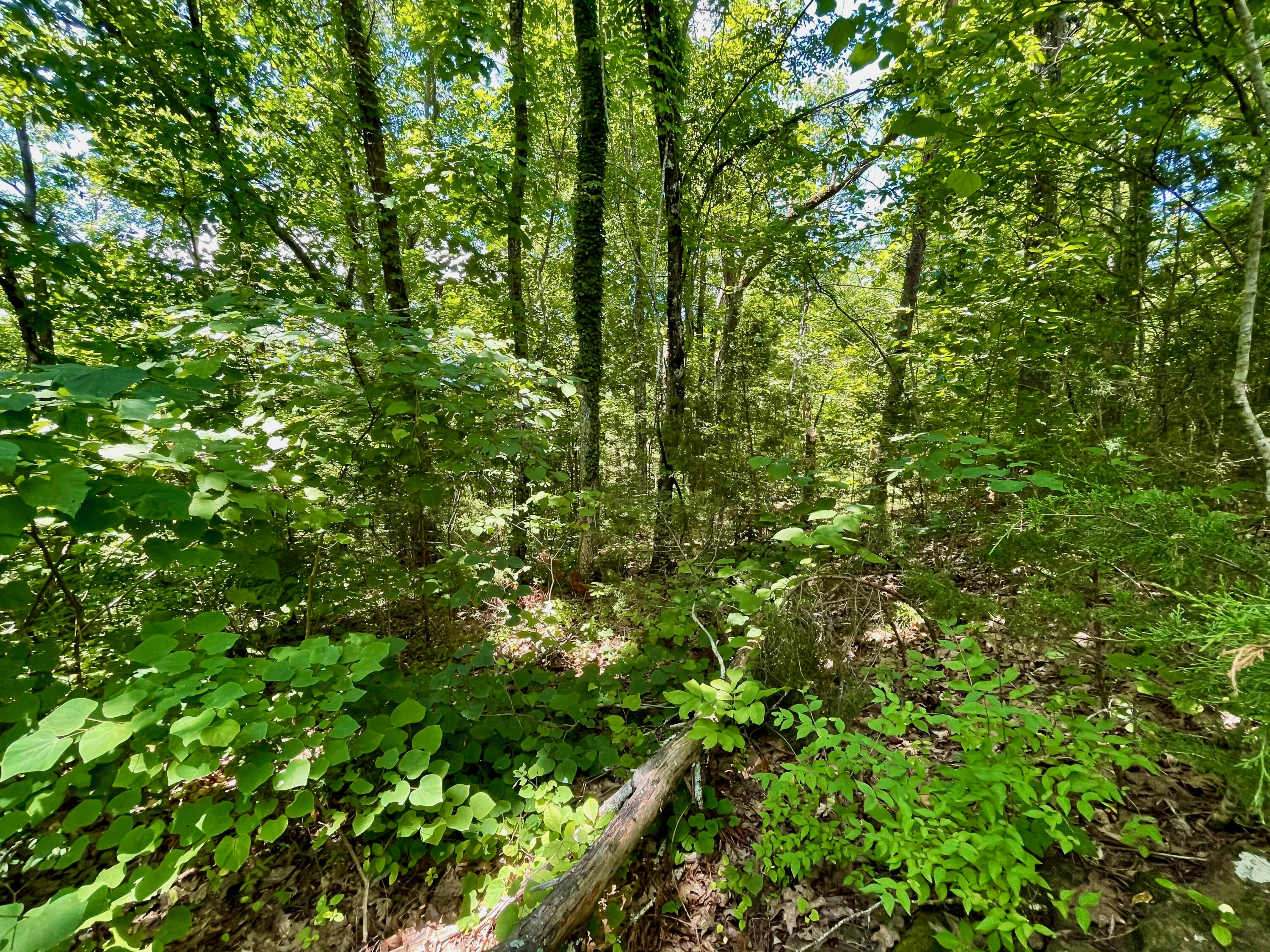 Providence Road Sevierville, TN 37876 - Photo 10 of 16 10