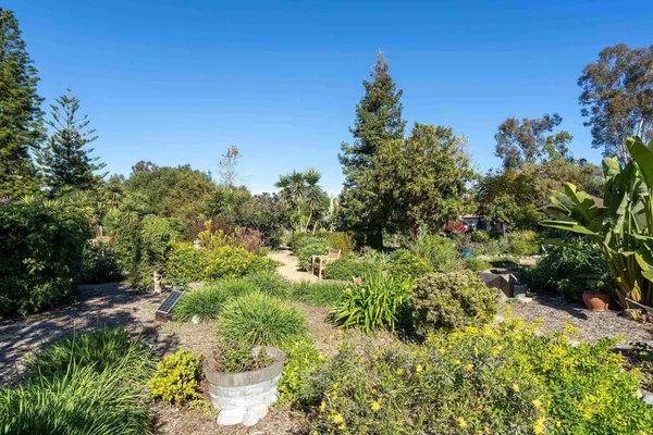 a view of a garden with plants and large trees