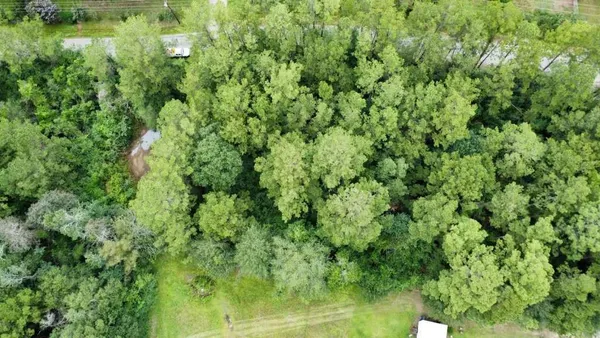 a view of a lush green forest