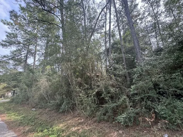 a view of a forest with large trees